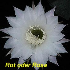 EP-H. Rot oder Rosa.4.1.jpg 